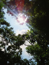 Low angle view of trees against sky