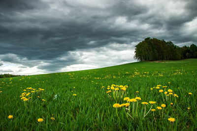 Yellow flowering plants on field against cloudy sky