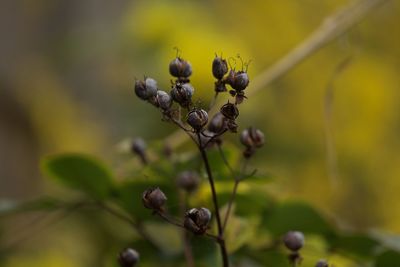 Close-up of berries on plant