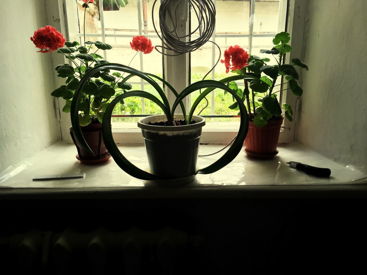 POTTED PLANT ON WINDOW SILL