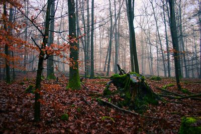 Trees in forest during autumn