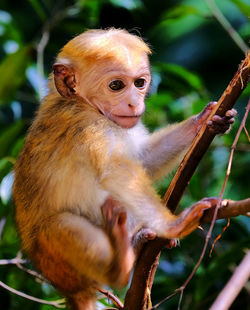 Cute baby macaque monkey sitting in a tree in kandy national park.