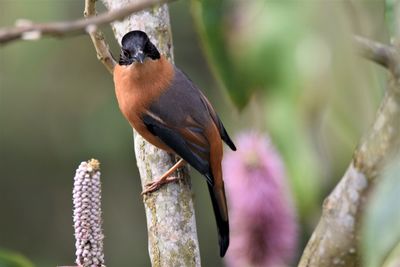 Close-up of bird perching on branch