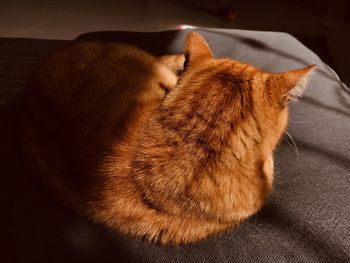 Close-up of a lazy ginger big cat rests on a couch in the sunlight