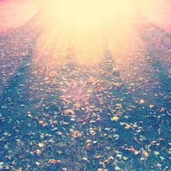 Sun shining through trees