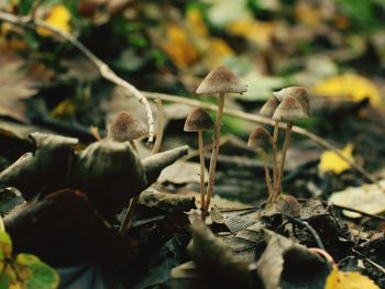 Close-up of mushrooms growing on field