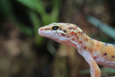 Close-up of a lizard