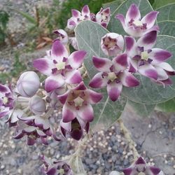 Close-up of pink flowers