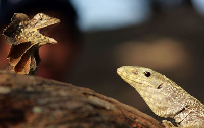 Close-up of lizard on rock