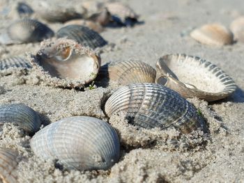 Close-up of seashell on beach