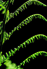 Close-up of plant against black background