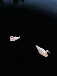 Seagull flying over lake