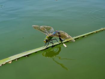 High angle view of insect on leaf