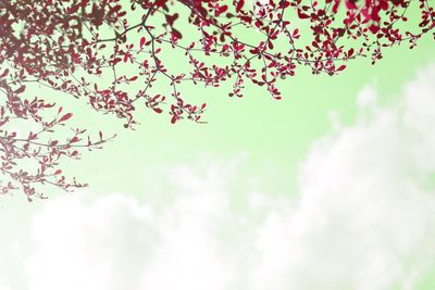 Low angle view of flowering plant against sky