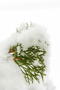 Close-up of ice cream over white background