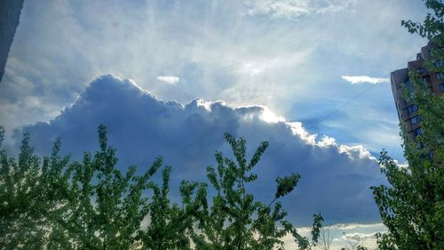 Low angle view of trees against cloudy sky