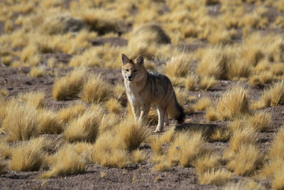 Desert foxes in the plains of the chilean highlands