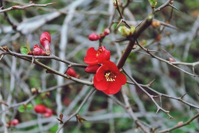 Close-up of red flowers