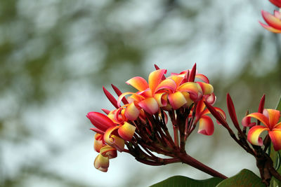 Close-up of red flowering plant