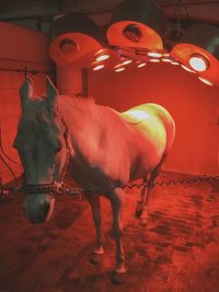 Close-up of horse