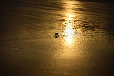 Close-up of bird in water