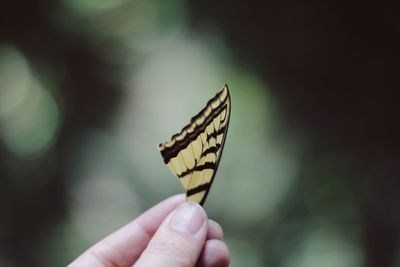 Close-up of hand holding leaf