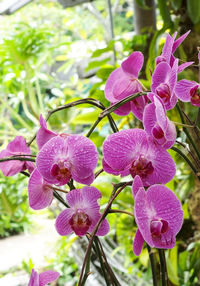 Close-up of purple flowers blooming outdoors