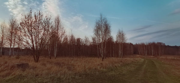 Trees on field against sky