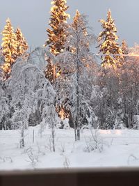 Trees on snow covered field against sky