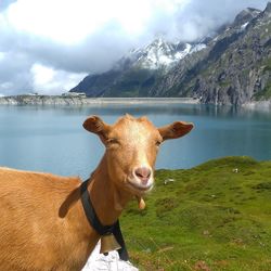 Portrait of goat standing against mountains