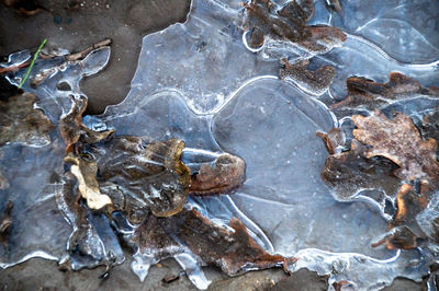 Close-up of ice on rock