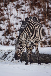 Zebras in a snow