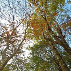 Low angle view of trees against sky