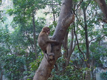 Low angle view of monkey on tree in forest