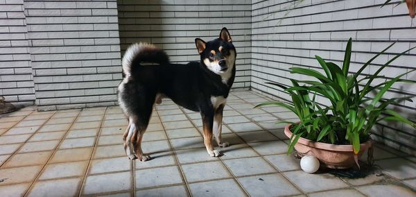 Dog standing on tiled floor