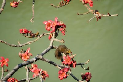 Close-up of red flowers on branch