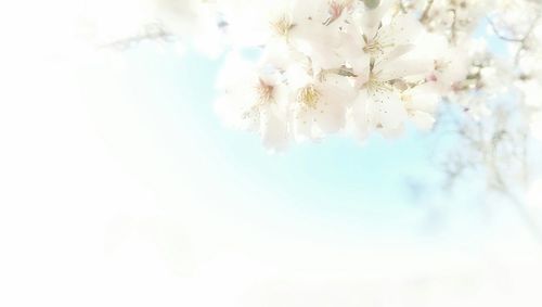 Low angle view of white flower tree against sky