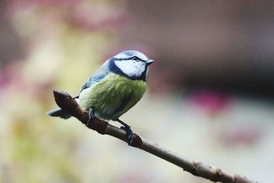 Close-up of bird perching on branch