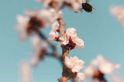 Close-up of flowers against sky