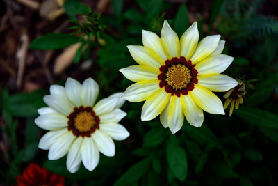 Close-up of yellow daisy