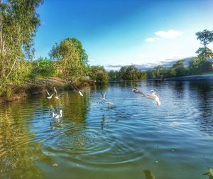 Birds in lake against sky