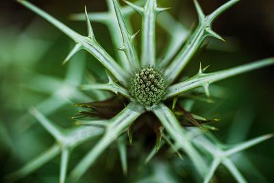Close-up of succulent plant