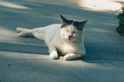 Cat resting on footpath