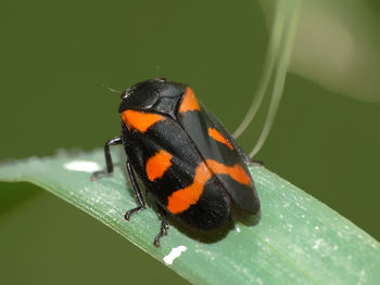 Close-up of butterfly