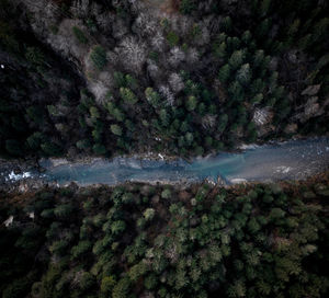 Scenic view of forest 