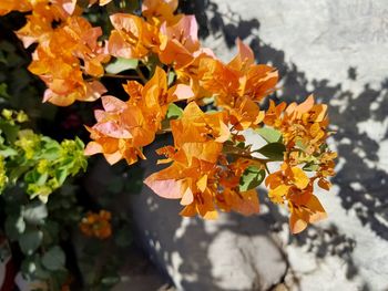 Close-up of yellow flowers blooming outdoors