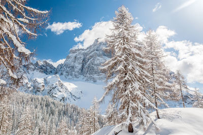 Snow covered pine trees against sky