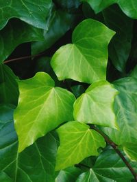 Full frame shot of green leaves