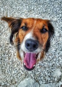 Close-up portrait of puppy