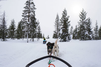 Driver view of sled dogs riding across snow covered land